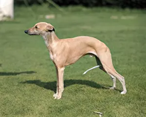 Whippets: Quickstep of Allways, whippet owned by Mrs M R Jones