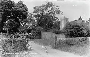Chickens: A Quiet Country Lane in Sidlesham