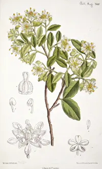 Fabales: Quillaja saponaria, soap tree