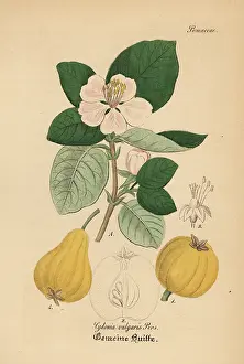 Oblonga: Quince, Cydonia oblonga