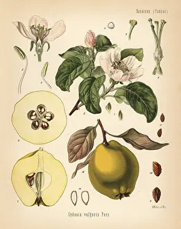 Oblonga: Quince, Cydonia oblonga