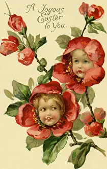 Quince: Quince flower faces