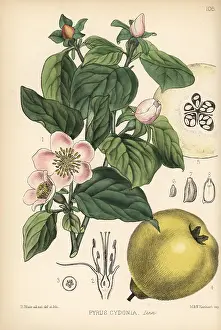 Hanhart: Quince, Pyrus cydonia