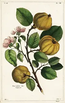 Filius: Quince tree and fruit, Cydonia oblonga
