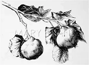 Quince: TWO QUINCES ON A BRANCH