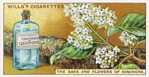 Quinine: Quinine