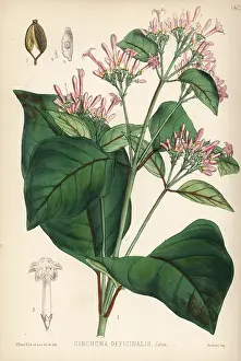 Quinine: Quinine bark tree, Cinchona officinalis