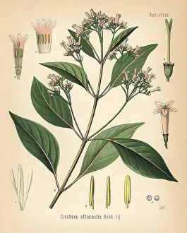 Quinine: Quinine bark tree, Cinchona officinalis