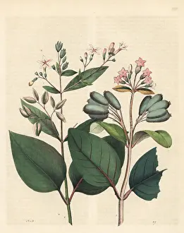 Quinine: Quinine and red quinine bark trees