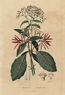 Quinine: Quinine tree and Ladenbergia oblongifolia