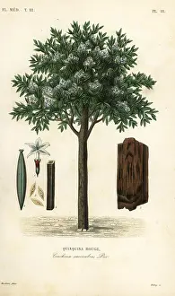 Quinine: Quinine tree, ted cinchona or quina, Cinchona pubescens