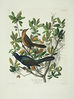 Acorn: Quiscalus major, boat-tailed grackle