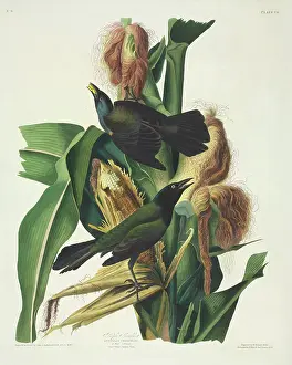 Mays: Quiscalus quiscula, common grackle