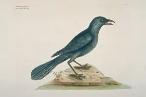 Grackle: Quiscalus quiscula, common grackle