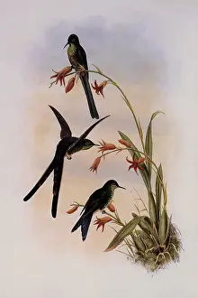 Swifts: Quito Purpleback, Zodalia Ortoni