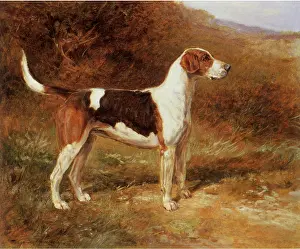 Foxhound: Quorn Foxhound Sunshine