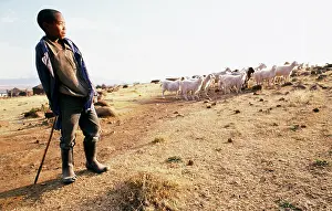 Herders: ra in