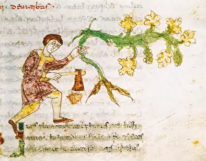 Maurus: RABANUS, MAURUS