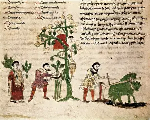 Maurus: RABANUS, Maurus (c
