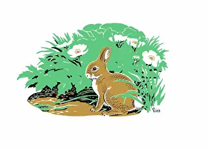 Lees: Rabbit