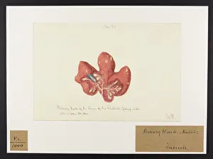 Liver: Rabbit: Biliary Ducts of the Liver
