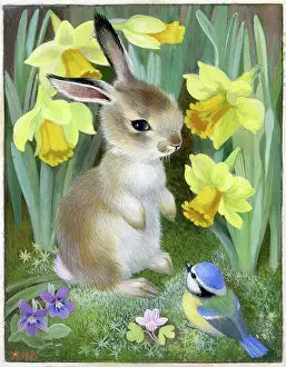 Heda: Rabbit, blue tit and daffodils