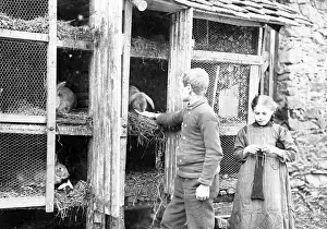 Bunny: Rabbit breeding during the war, 1917