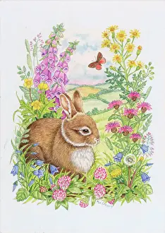 Dandelions: Rabbit, Cinnabar Moth and Summer Wild Flowers