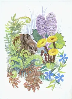 Bracken: Rabbit and coltsfoot, bracken etc