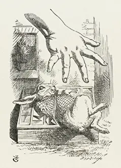 Cucumber: RABBIT IN CUCUMBER FRAME