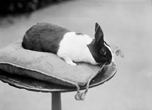 Byfield: Rabbit on a cushion