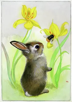 Heda: Rabbit looking at a bumblebee