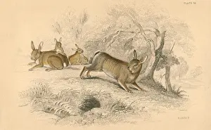 Naturalists: Rabbit (Oryctolagus cuniculus), the Old World