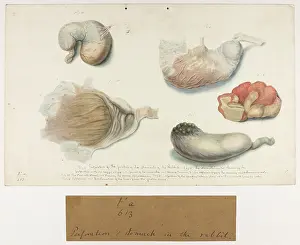 Stomach: Rabbit: Perforation of Stomach