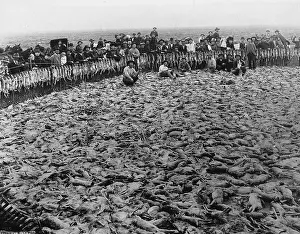 Dreaded: Rabbit plague in Australia, 1902