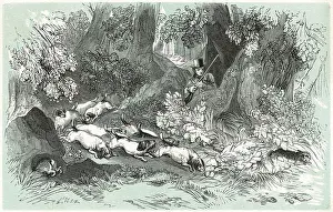 Flush: RABBIT SHOOTING