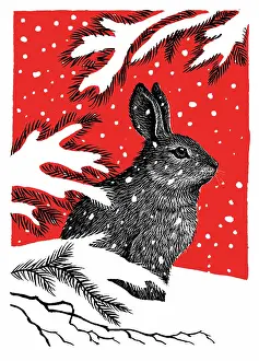 Samaraweera: Rabbit in the snow