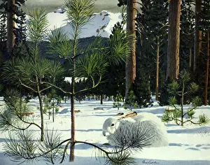Snowshoe: Rabbit in Snow