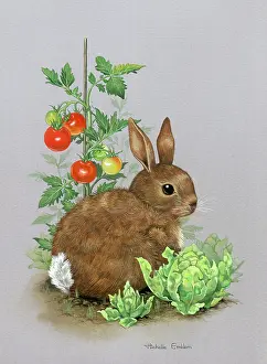 Lettuces: Rabbit with Tomato Plant and Lettuces
