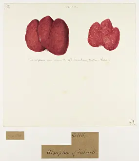 Blank: Rabbit: Tuberculous