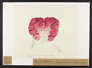 Haemorrhage: Rabbit: Uterus with Inflammation, Haemorrhage