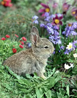 Daglish: Rabbit with windflowers and daisies etc