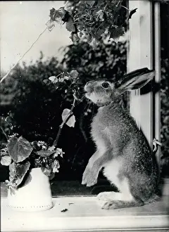 Erroneous: Rabbit on a windowsill, Denmark
