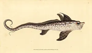 Chimaera: Rabbitfish or sea monster, Chimaera monstrosa