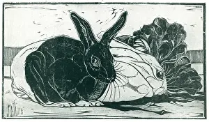 Fenced: Rabbits