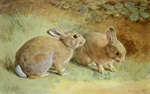 Paton: Two Rabbits