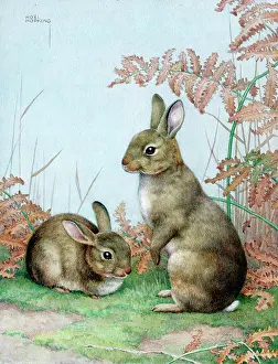 Bracken: Two rabbits and bracken
