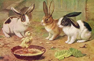 Suspiciously: RABBITS & CHICK 1920S