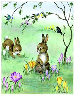 Crocuses: Rabbits with crocuses and blue tits