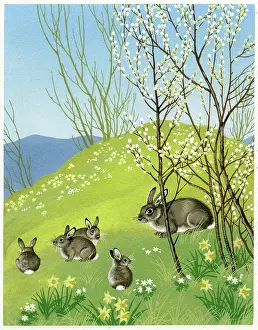 Pussy: Rabbits and daffodils